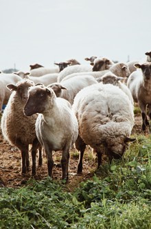 牧场上的羊群高清图片