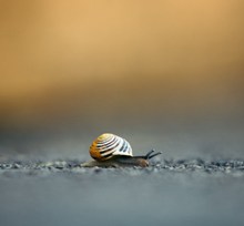 白唇蜗牛地上爬行精美图片