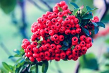 火棘树上的红色浆果高清图
