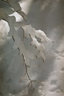 结冰的树枝高清图片