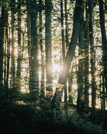 阳光穿过树林的精美图片