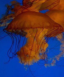 海底海蜇图片素材