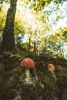野生红色斑点蘑菇图片大全
