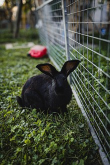 黑色长耳兔子精美图片