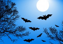 万圣节之夜蝙蝠图片