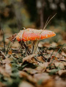 红色野蘑菇高清图片