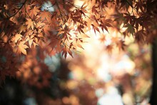 唯美秋天枫叶图片素材