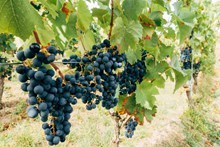 葡萄园黑葡萄成熟图片素材