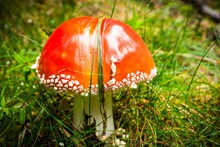 草地野生红色毒蘑菇高清图