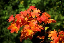 秋季红色枫树叶图片下载