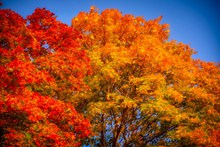 秋天枫树红叶风景高清图
