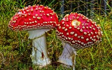 两朵红色蘑菇包精美图片