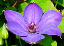 铁线莲紫色花朵精美图片