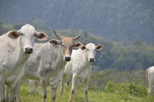 白色牛群放牧图片下载