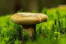 森林海绵蘑菇高清图片