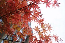 枫树枝红叶风景高清图片