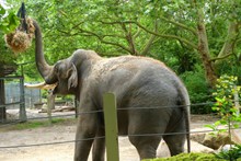动物园大象表演高清图