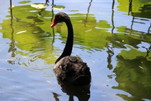 池塘黑天鹅图片素材