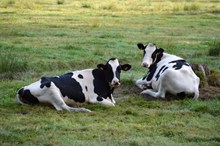草地两只黑白奶牛精美图片