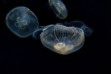 深海海蜇水母高清图片