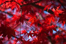 日本红枫叶图片大全