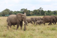 草丛大象群高清图片