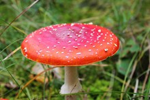 大朵飞木耳红蘑菇精美图片