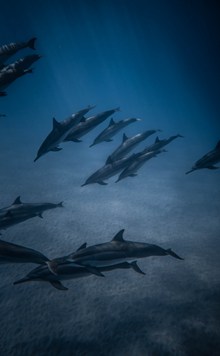 一群海豚水中游泳高清图