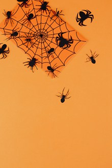 橙色背景上的黑色蜘蛛图片下载