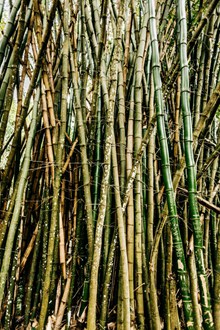 森林绿色竹子图片下载