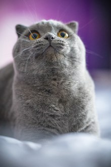 俄罗斯蓝猫高清图片