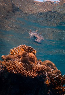 海底珊瑚礁野生鱼精美图片