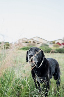 黑色家犬精美图片