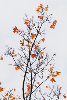 秋季树木唯美意境图片下载