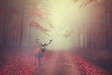 秋天红树林唯美意境图片素材