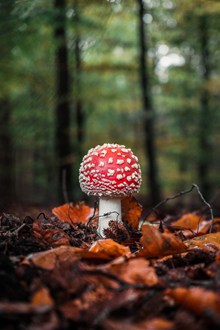 树林野生蘑菇图片大全