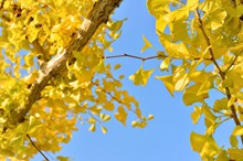 黄色银杏树叶子图片素材