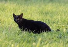 绿草地黑色小猫高清图