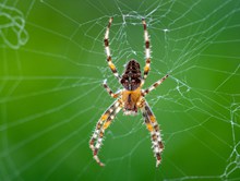 大蜘蛛近景特写图片素材