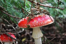 森林地面红蘑菇图片素材