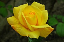 黄色玫瑰盛开精美图片