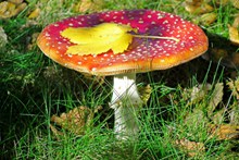 草地飞木耳红蘑菇高清图片