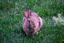 绿草地灰色兔子精美图片