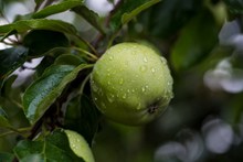 雨后绿色苹果图片下载