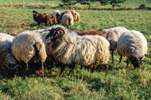 放牧羊群放牧图片素材