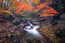 秋季森林小溪风景图片下载