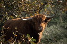 丛林高地牦牛精美图片