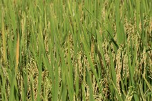 金黄水稻成熟高清图