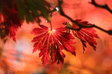秋天红色叶子图片下载