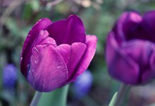 紫色郁金香写真精美图片